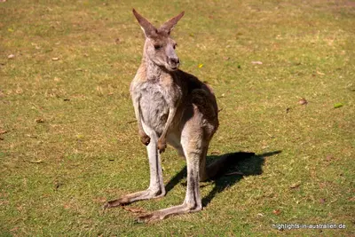 Die Tierwelt Australiens