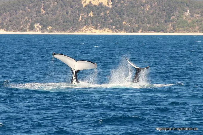 Buckelwal mit Kalb bei Hervey Bay