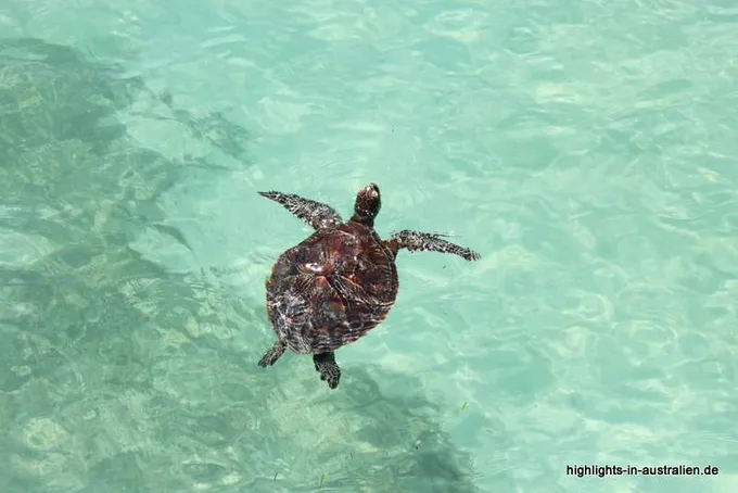 Wasserschildkröte